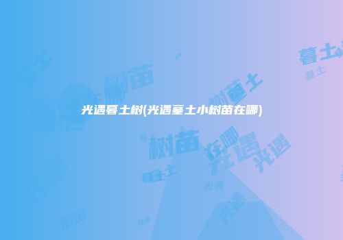 光遇暮土树(光遇墓土小树苗在哪)