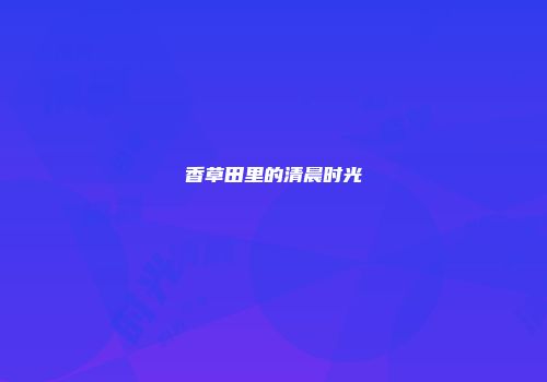 香草田里的清晨时光