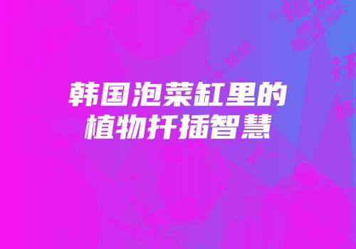 韩国泡菜缸里的植物扦插智慧